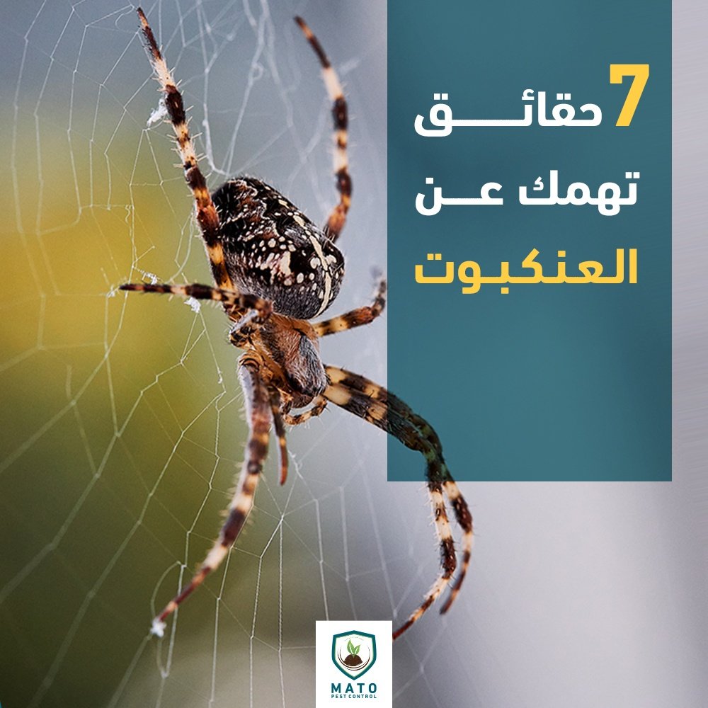 حقائق عن العنكبوت