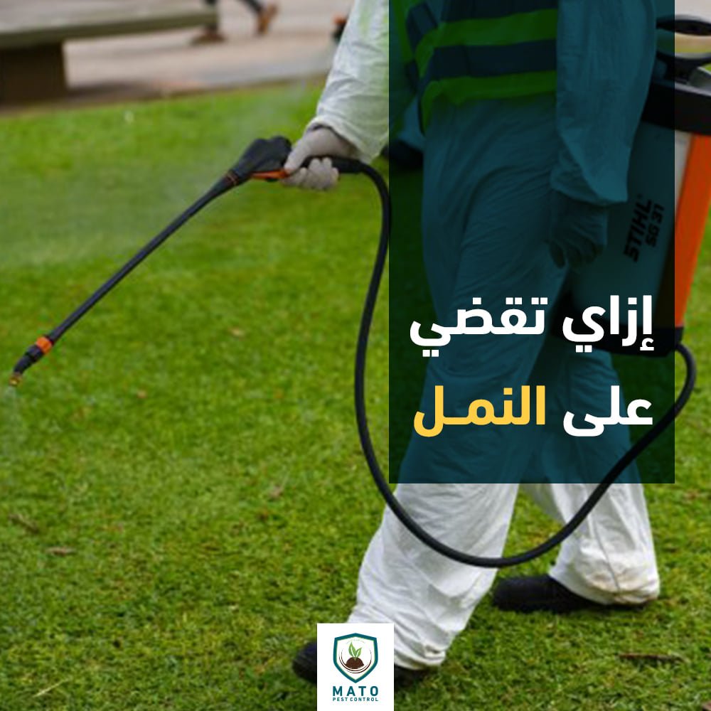 معلومات عن النمل الاسود