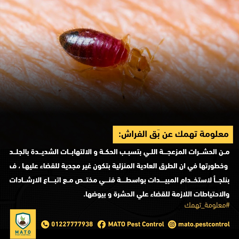 البق Bugs