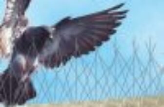 مكافحة الطيور بدون اي اضرار