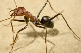 طرق بسيطة للتخلص من النمل – 01222418431 / 01152555904