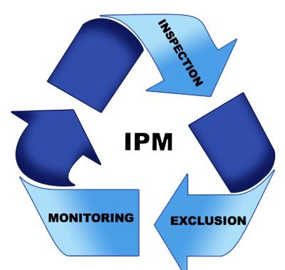 كيف تتخلص من النمل و أفضل طرق الوقاية