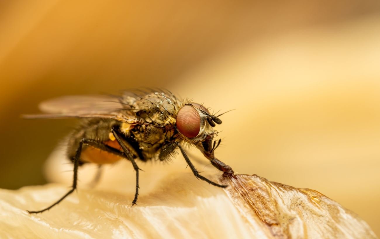 مكافحة الحشرات الطائرة من 01222418431 – Mato pest control