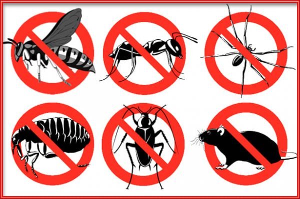 أنواع الذباب و كيفية التخلص منه – Mato pest control / 01222418431
