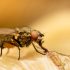 خدمة رش الحشرات من / 01222418431 Mato pest control