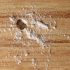 أنواع الذباب و كيفية التخلص منه – Mato pest control / 01222418431