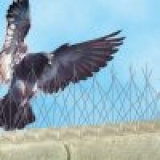 مكافحة الطيور بدون اي اضرار