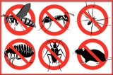 أنواع الذباب و كيفية التخلص منه – Mato pest control / 01222418431